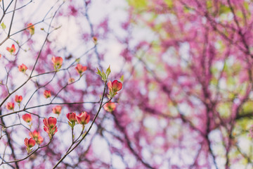 Pink flowering redbud tree in the spring