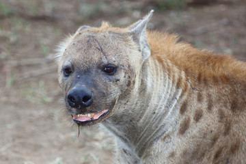 Tüpfelhyäne / Spotted hyaena / Crocuta crocuta