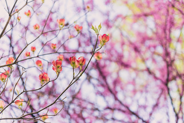 Pink flowering redbud tree in the spring