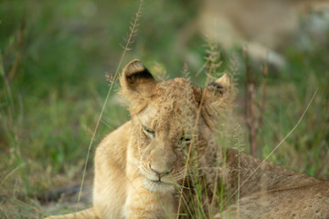 Lion pride resting in the long grass