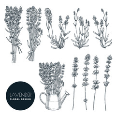 Lavender flower set, vector sketch illustration. Hand drawn bouquet, floral design elements isolated on white background © Qualit Design