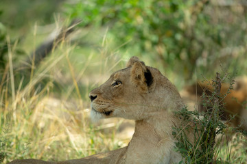 Lion pride resting in the long grass