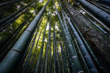 Bamboo Grove Angeled Upwards