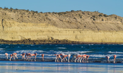 Flock of flamingos on the sea coast, Patagonia