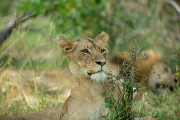 Obraz na płótnie Canvas Lion pride resting in the long grass