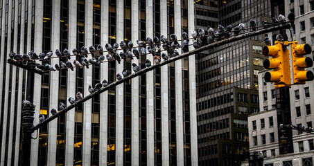 Pigeons On New York Traffic Light
