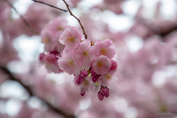cherry blossom in spring