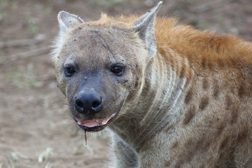 Tüpfelhyäne / Spotted hyaena / Crocuta crocuta