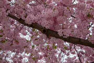 cherry blossom tree