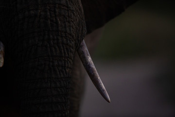 Elephant late one evening after dusk up close and personal.