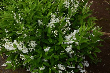 Slender deutzia blossoms