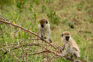 Snow Monkeys Tanzania Ngorongoro Crater