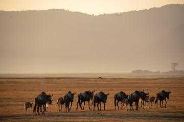 Fototapeta na wymiar Wildebeest Tanzania Ngorongoro Crater