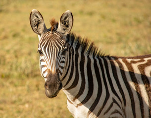 Fototapeta na wymiar Zebra Tanzania Ngorongoro Crater
