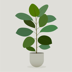 Illustration of green plant in a pot . Rubber Plant