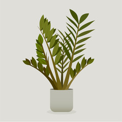 Illustration of green plant in a pot . Zamioculcas Plant. ZZ plant