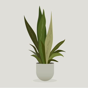 Illustration of green plant in a pot . Sansevieria Plant . Snake Plant