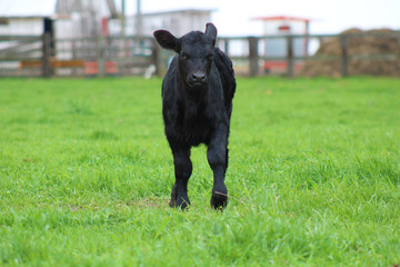 Young Calf