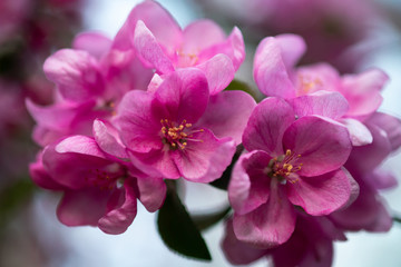 Obraz premium blooming pink flowers of an apple tree on an abstract background in spring in good weather
