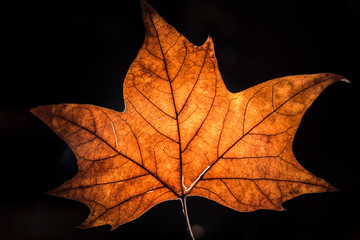 dry leaves illuminated in studio