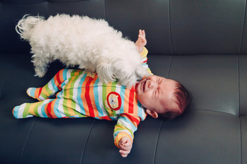 Crying screaming Caucasian baby girl boy lying on bed couch with white dog by his side. Natural...