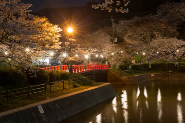 夜桜