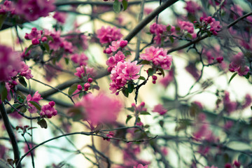 blooming pink flowers of an apple tree on an abstract background in spring in good weather