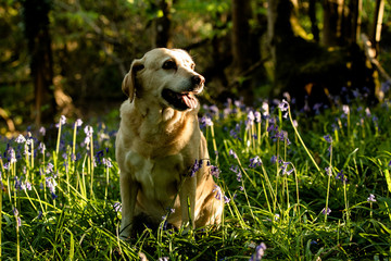 Chloe in the bluebells