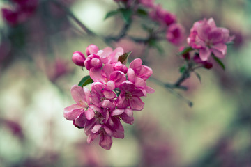 blooming pink flowers of an apple tree on an abstract background in spring in good weather