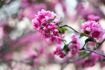 blooming pink flowers of an apple tree on an abstract background in spring in good weather