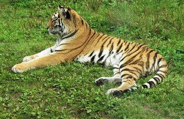 A tiger inside of zoo