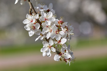 Cherry in full bloom. Cherry flowers in small clusters on a cherry tree branch, fading in to white.