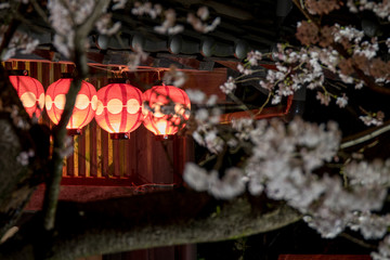 夜桜
