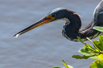 Amerikanischer Graureiher 18