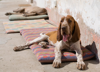 siesta per il bracco