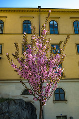 cherry blossom in front of house