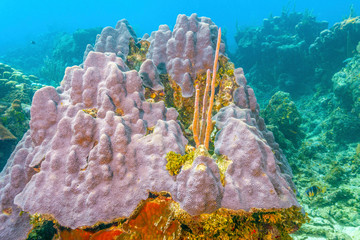 Coral reef © John Anderson