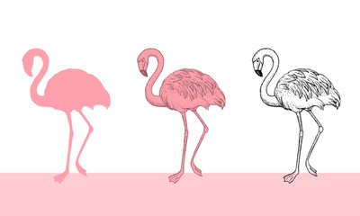 Flamingo bird illustration design on white background