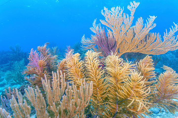 Coral reef