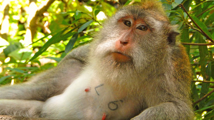 бали, индонезия, туризм