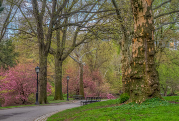 Naklejka premium Central Park, New York City in spring