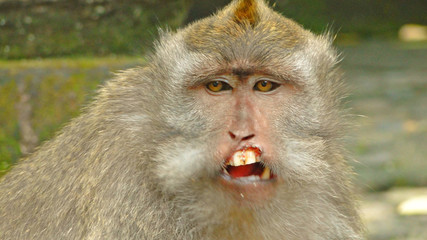 бали, индонезия, туризм