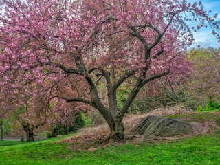 Central Park, New York City in spring