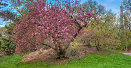 Fototapeta premium Central Park, New York City in spring