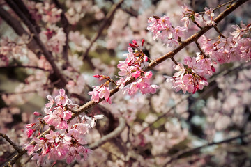 Cherry Blossom 20