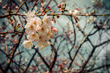 Cherry Blossom 17