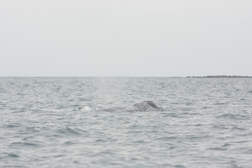 Fototapeta premium Gray whale, eschrichtius robustus, Mexico, Laguna San Ignacio, Baja california, cetacean, baleen