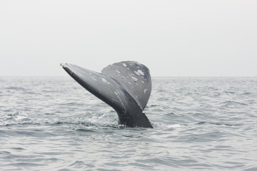 Fototapeta premium Gray whale, eschrichtius robustus, Mexico, Laguna San Ignacio, Baja california, cetacean, baleen
