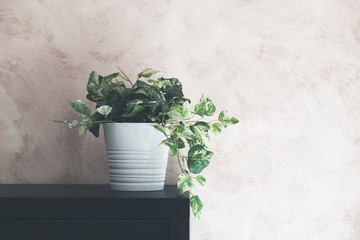 Green plant in vase interior design