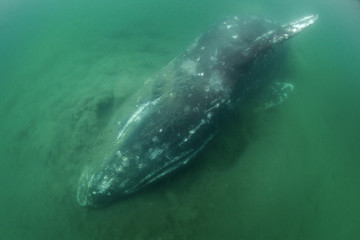 Gray whale, eschrichtius robustus, Mexico, Laguna San Ignacio, Baja california, cetacean, baleen